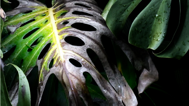 carbonised leaf